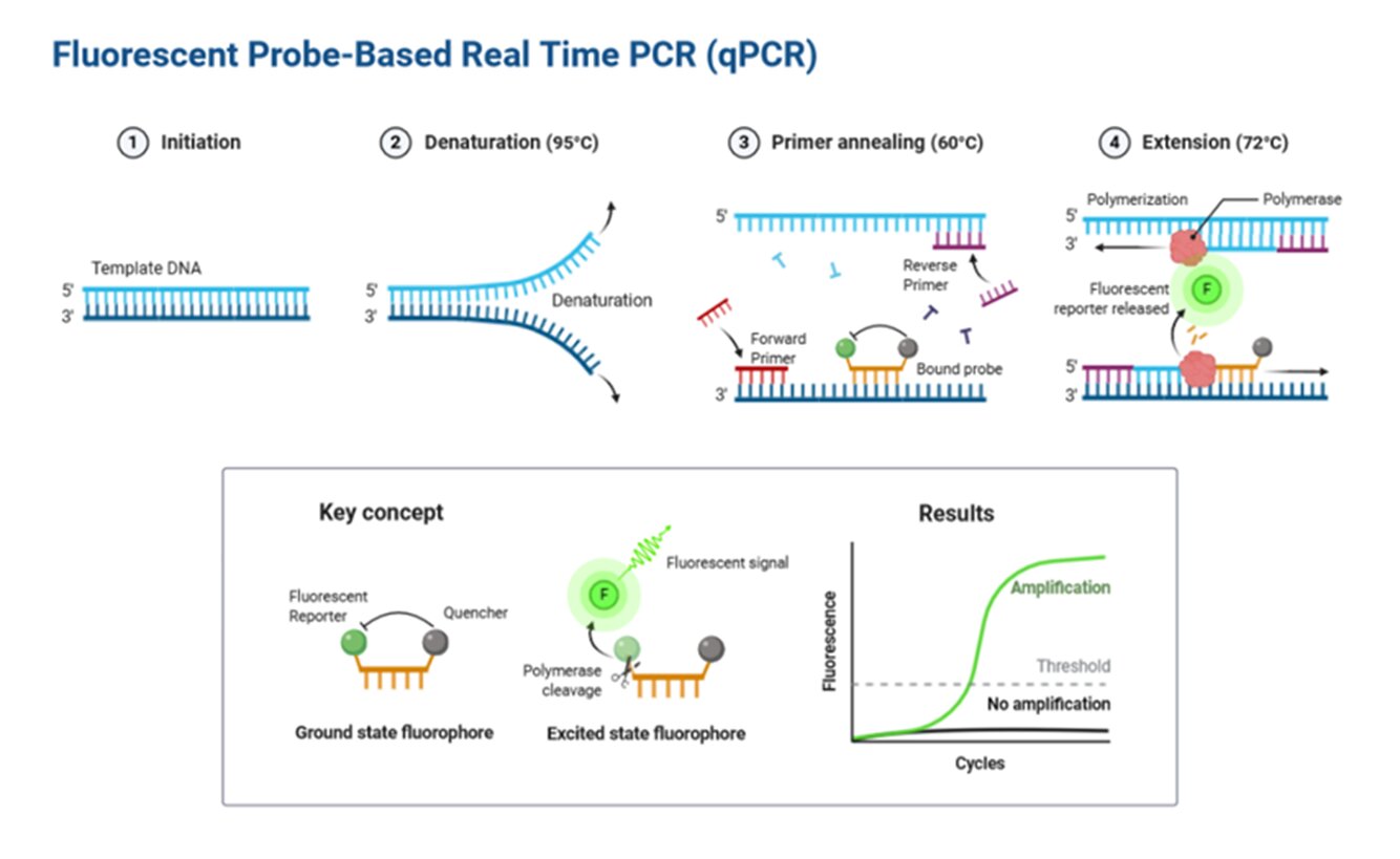 nguyen-ly-hoat-dong-chat-huynh-quang-mau-do-trong-qPCR.jpg